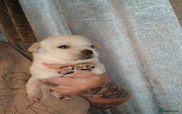 Mixed Breed dogs for sale: Jackawawas  - Image 1