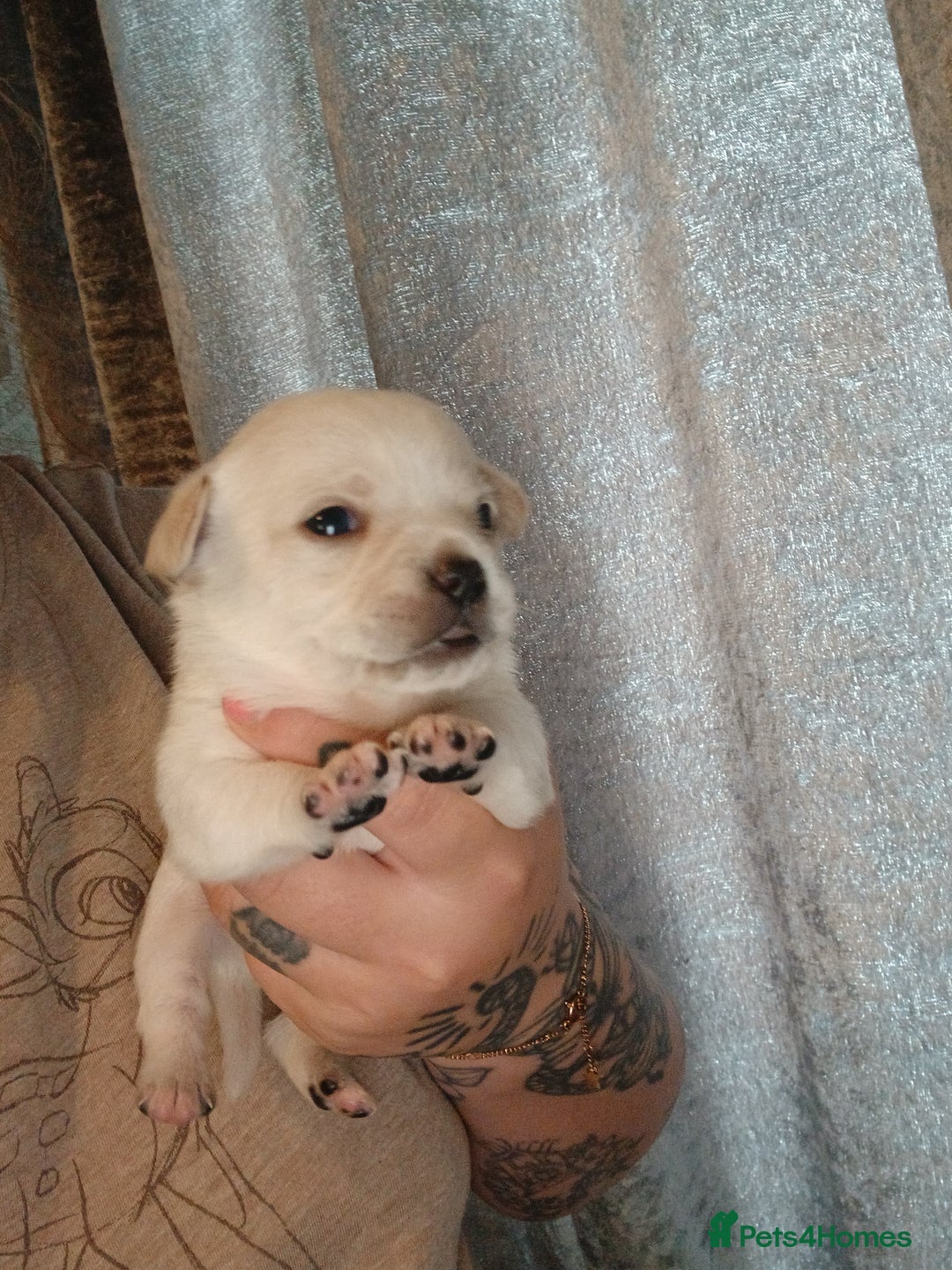 Mixed Breed dogs for sale: Jackawawas  - Image 1