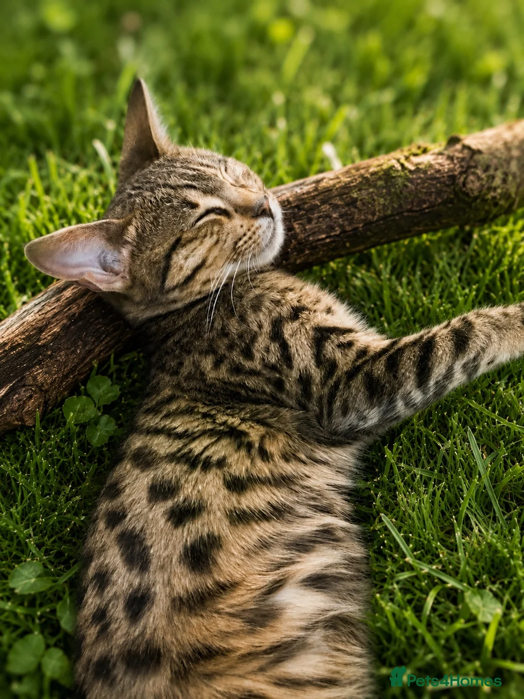 Savannah cats for sale: 🏆 TICA Registered Savannah F4 Kittens - Advert 6