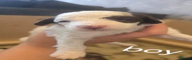 Cockapoo 1