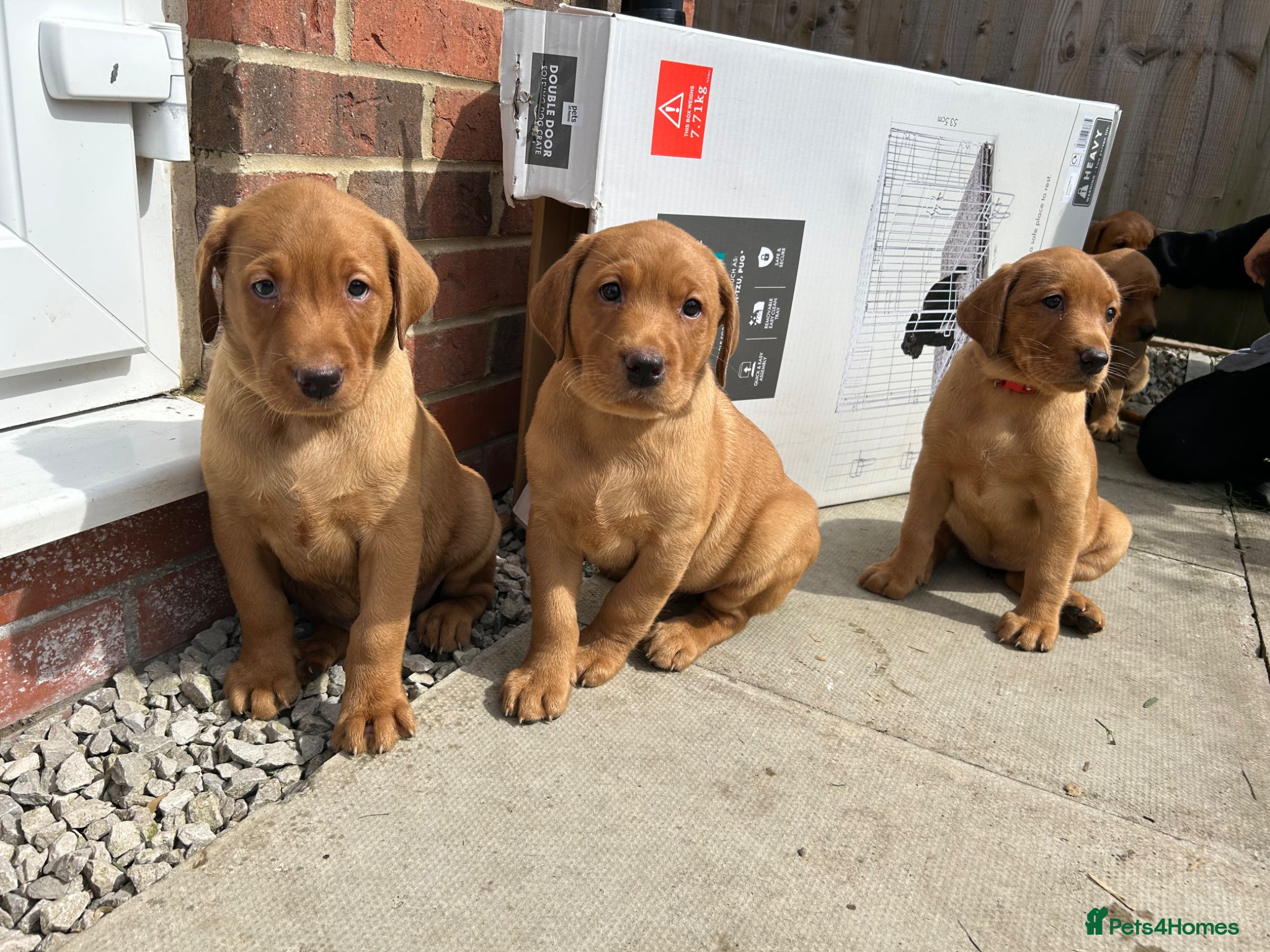 Labrador Retriever dogs Gorgeous KC Registered Fox Red Labradors  - Advert 10