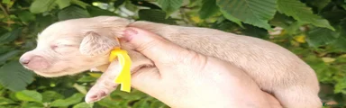 Miniature Dachshund Puppy 3