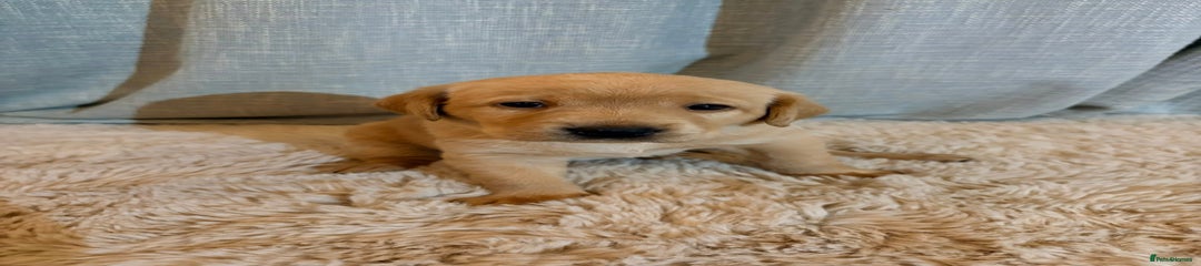 Labrador Retriever Puppy 4