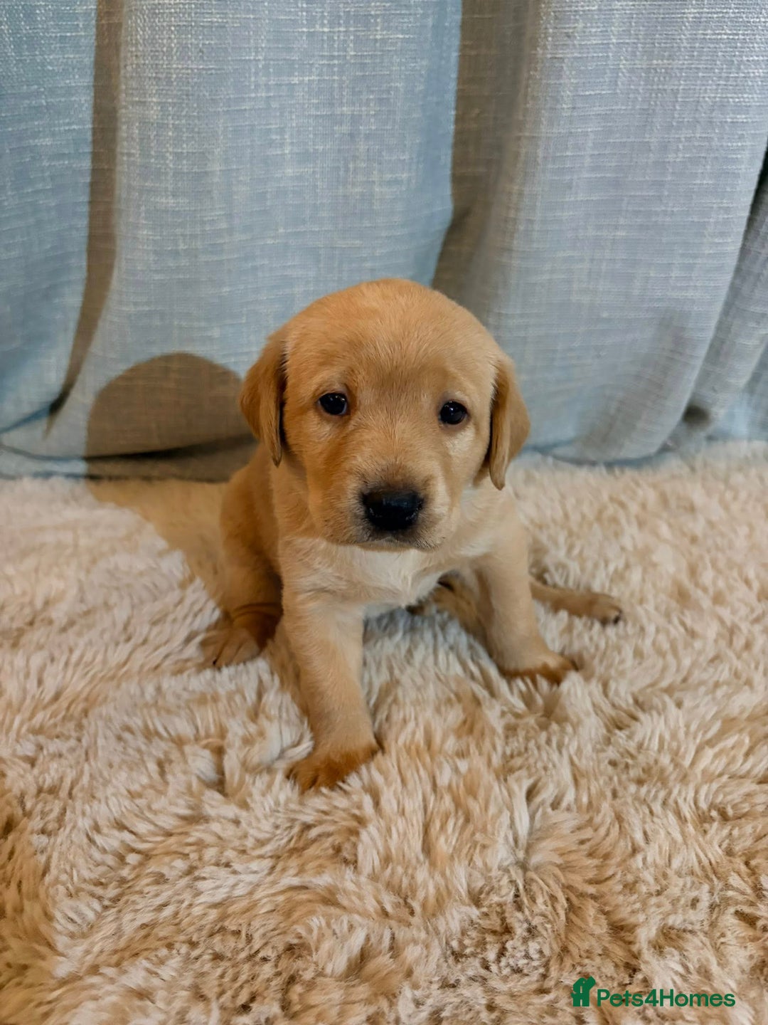 Labrador Retriever dogs for sale: Labrador Puppies - Image 8