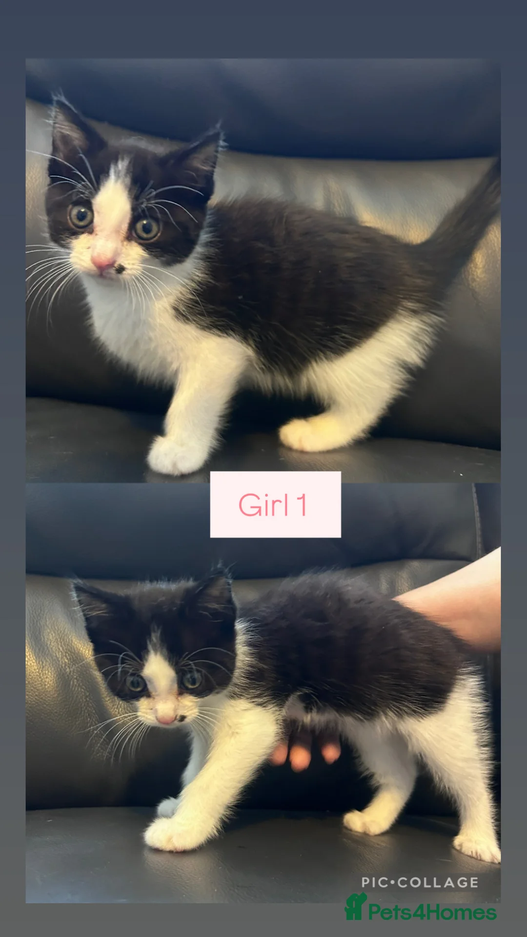 Mixed Breed cats for sale: 4 Gorgeous kittens for sale. - Advert 5