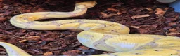 Python Snake reptiles for sale: Multiple adult female royal python  in Hartlepool - Advert 1
