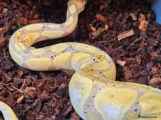 Python Snake reptiles Multiple adult female royal python - Advert 9