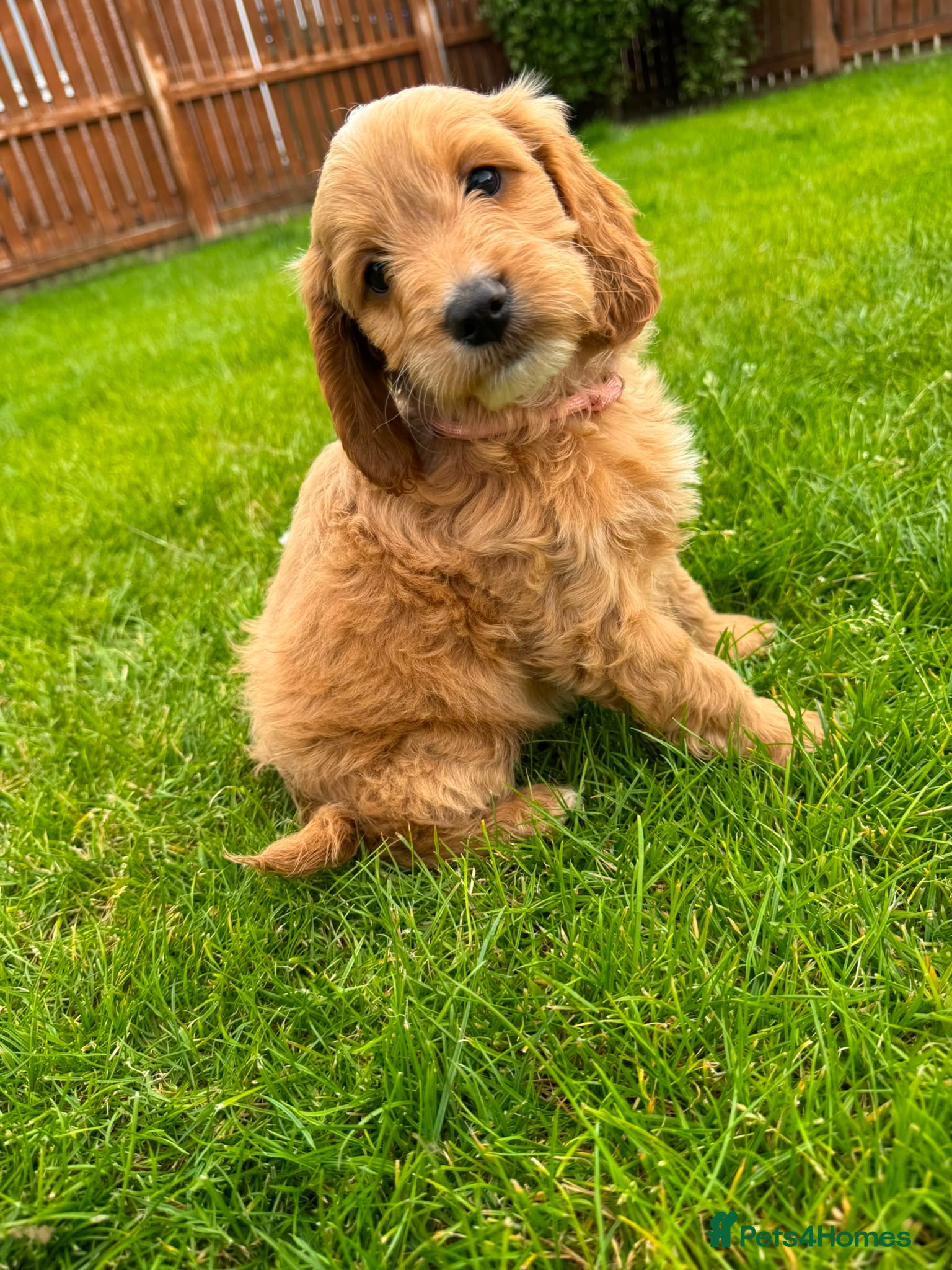 Cockapoo dogs Toy cockapoo puppies only 4 left!  - Advert 7
