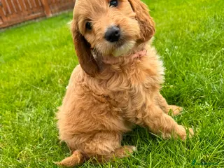 Cockapoo dogs Toy cockapoo puppies only 4 left! - Advert 7