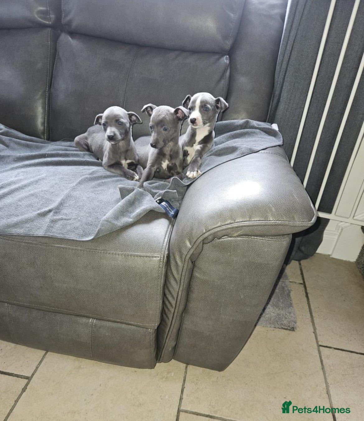Whippet dogs Beautiful whippet puppies  - Advert 1