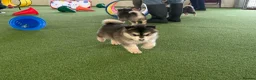 Pomsky dogs for sale: Pomsky puppies - Advert 15