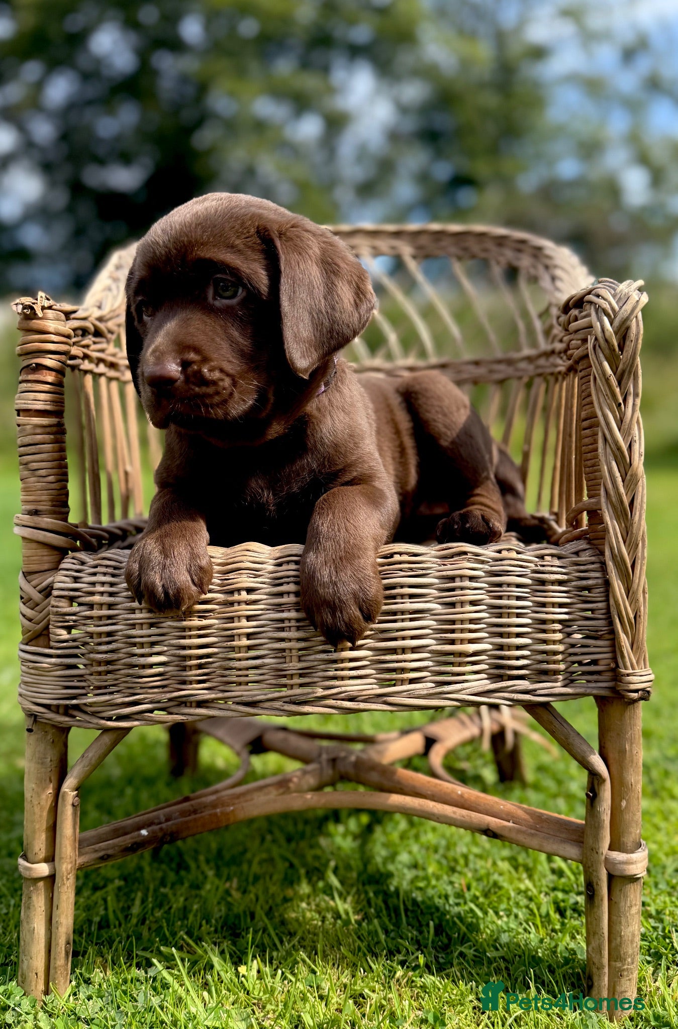 Labrador Retriever dogs Outstanding Female pup COI 1% full Health status  - Advert 1