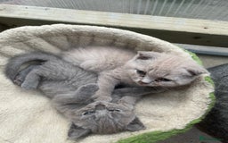 British Shorthair cats for sale: Four tiny heart-stealers looking for loving home - Image 20