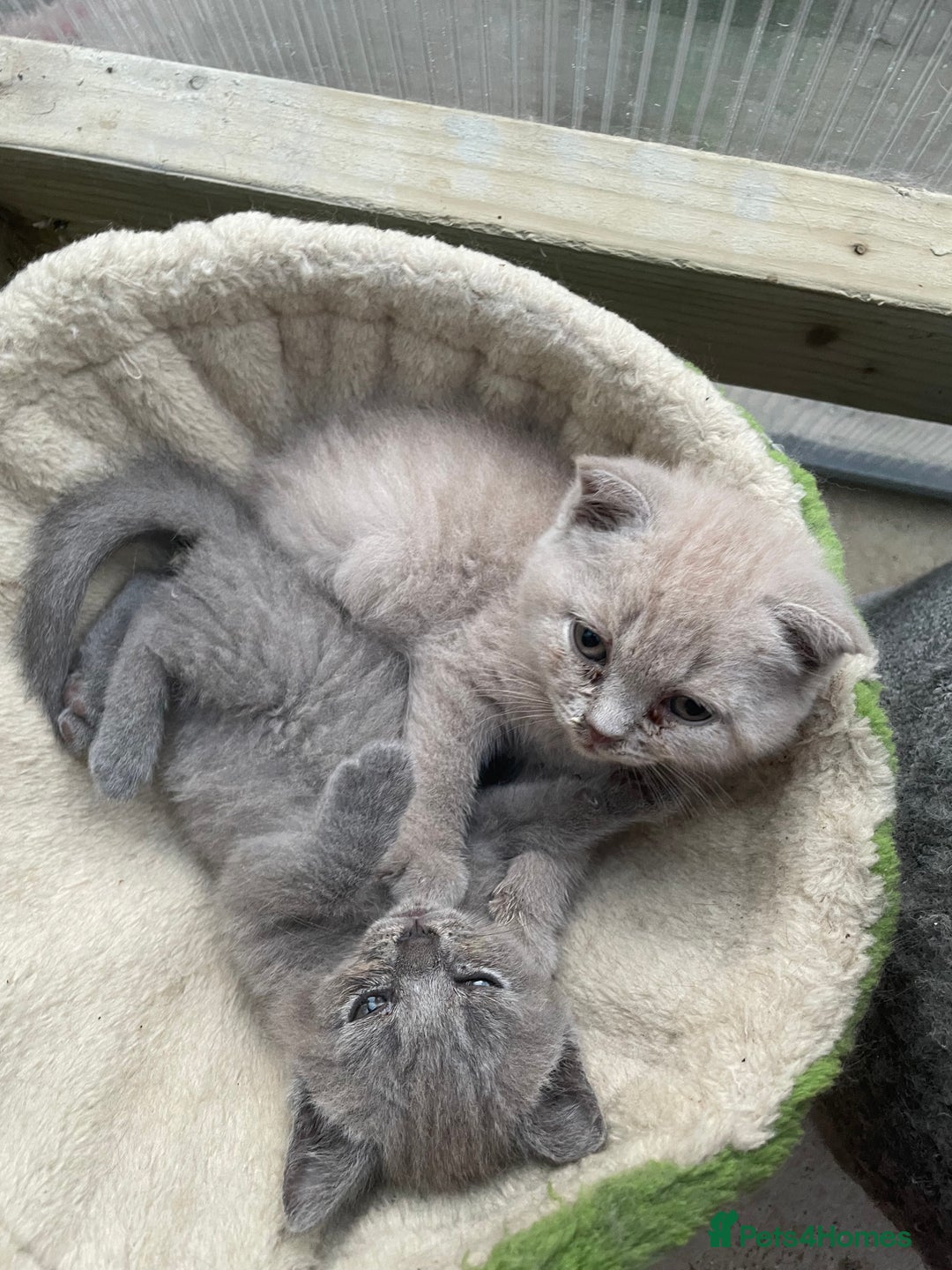 British Shorthair cats for sale: Four tiny heart-stealers looking for loving home - Image 20