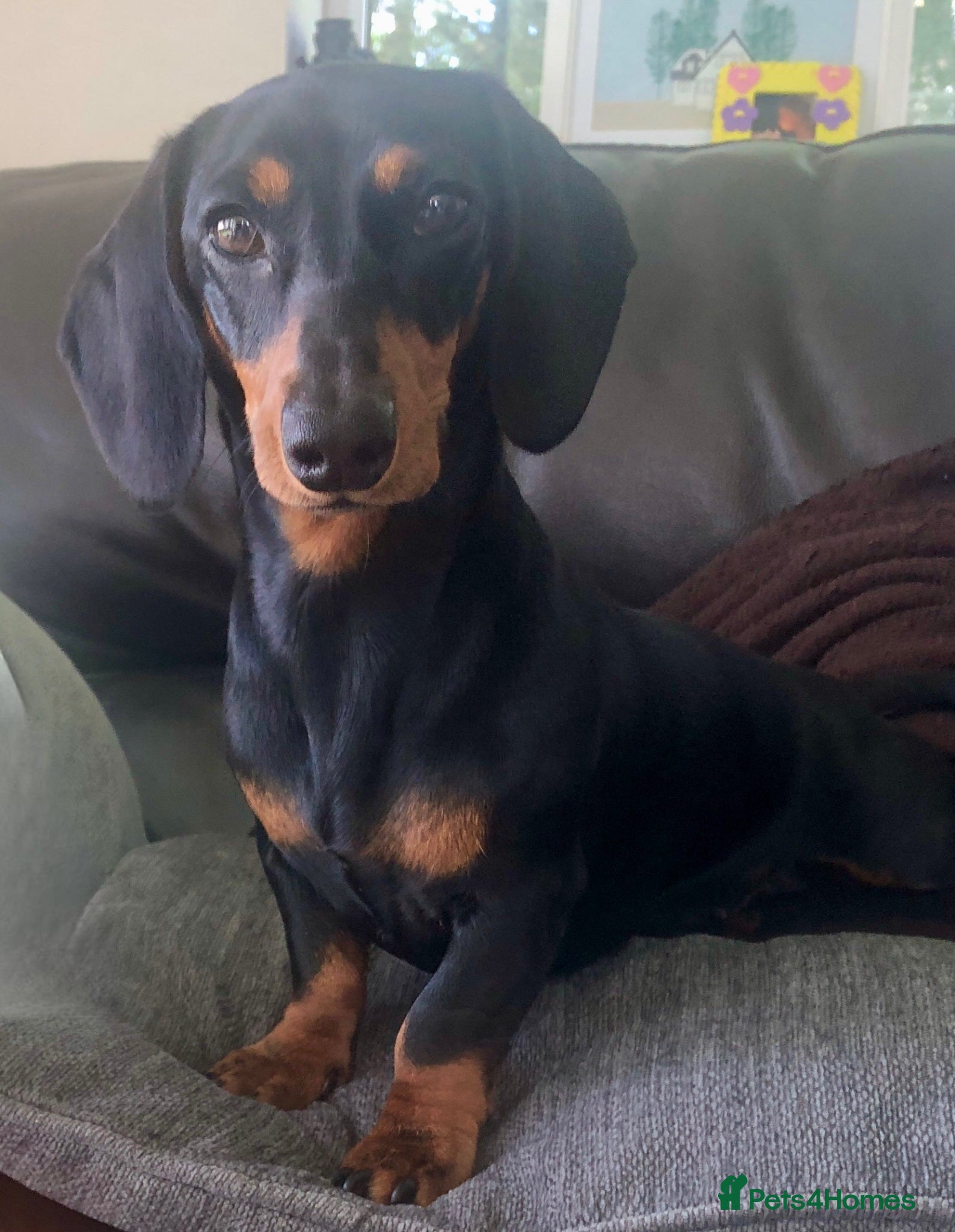 Miniature Dachshund dogs Miniature Dachshund Puppies, KC & Health Checked - Advert 5