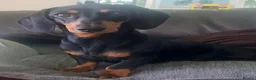 Miniature Dachshund dogs for sale: Miniature Dachshund Puppies, KC & Health Checked - Advert 1