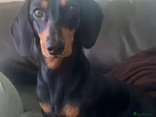 Miniature Dachshund dogs Miniature Dachshund Puppies, KC & Health Checked - Advert 5