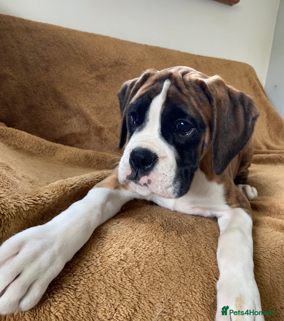 Boxer dogs for sale: Beautiful Boxer puppies - Image 11