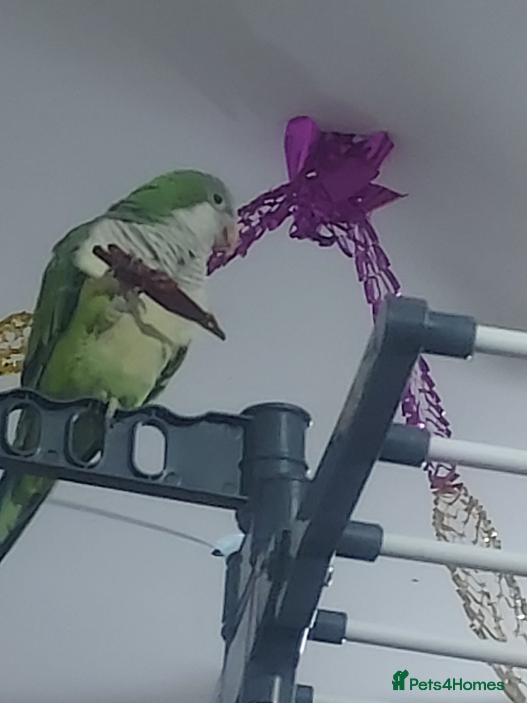 Parakeets birds for sale: A quaker parrot and kakariki  - Advert 4