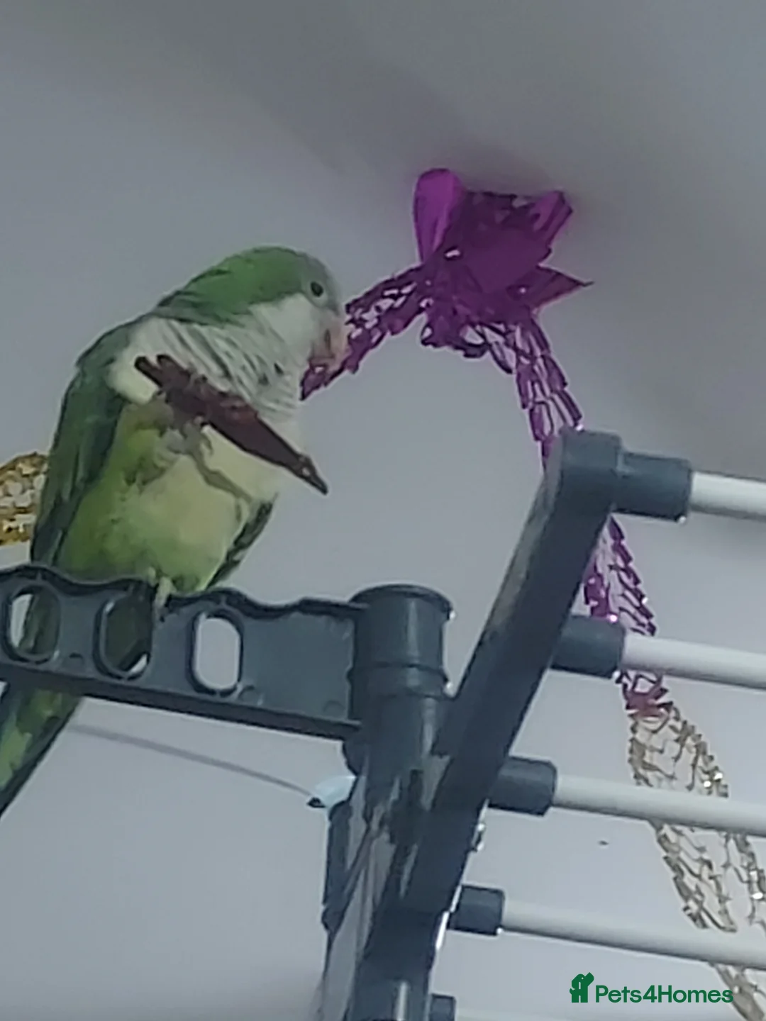 Parakeets birds for sale: A quaker parrot and kakariki  - Advert 4