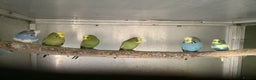 Budgerigars birds for sale: Young and Adult Budgies - Advert 2
