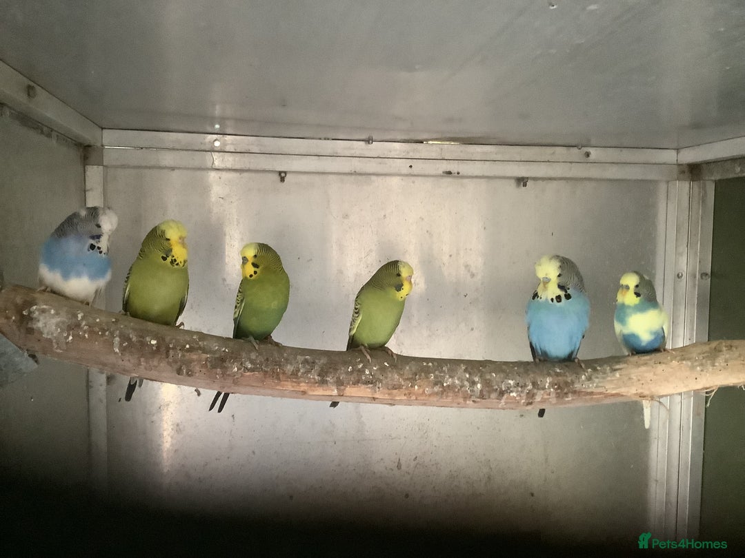Budgerigars birds for sale: Young and Adult Budgies - Advert 2