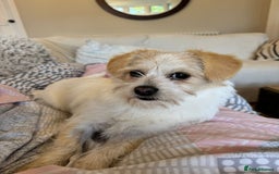 Mixed Breed dogs for adoption: Cynthia - Advert 6