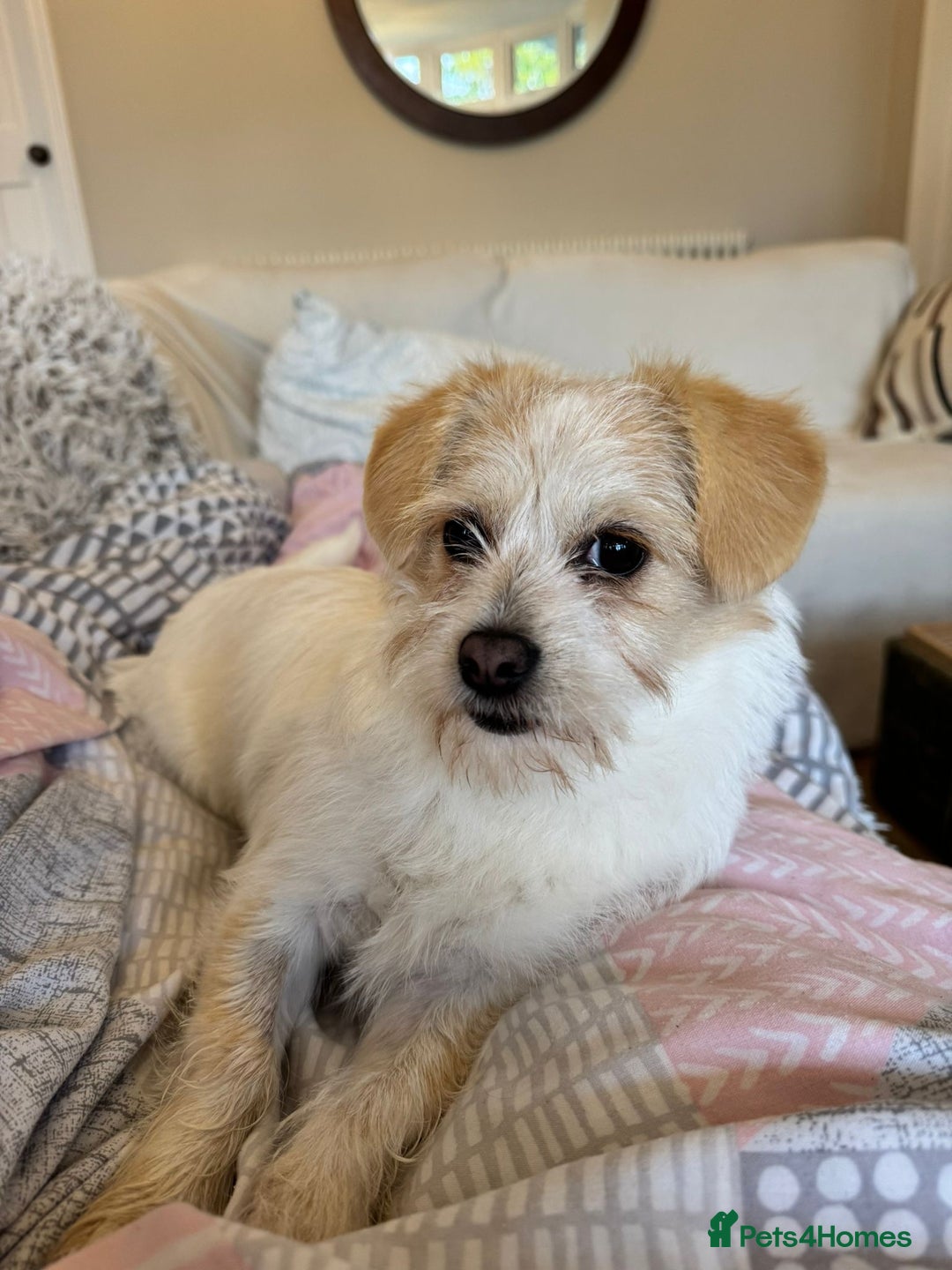 Mixed Breed dogs for adoption: Cynthia - Advert 6