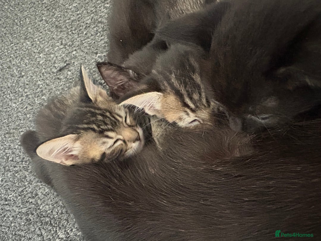 Mixed Breed cats for sale: 3 kittens available  - Image 4