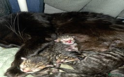 Mixed Breed cats for sale: Kittens ready to go to there forever homes - Image 6