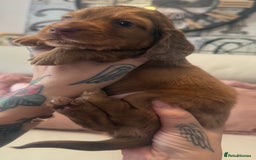 Miniature Dachshund dogs for sale: KC REG Long Hair Miniature Dachshund x 3 Red Boys - Image 6