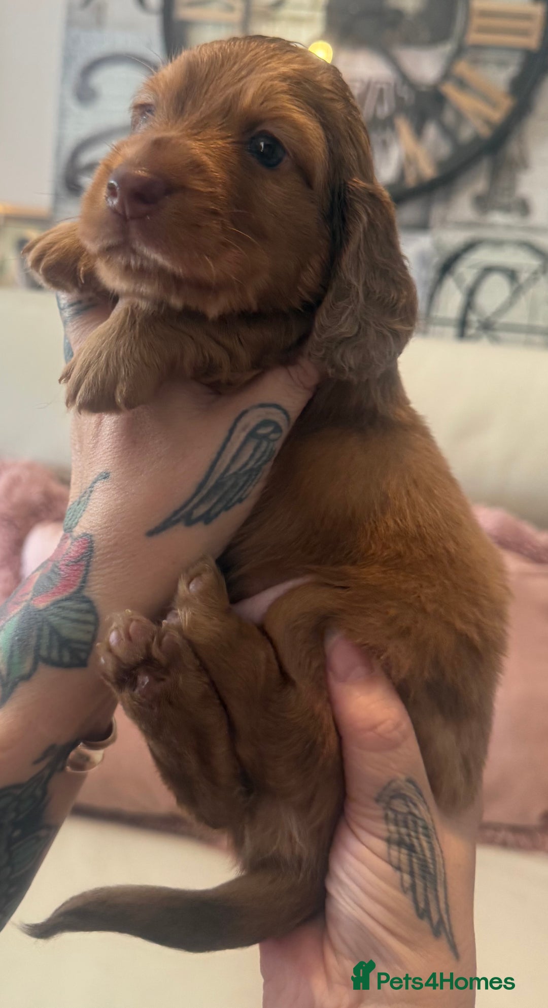Miniature Dachshund dogs for sale: KC REG Long Hair Miniature Dachshund x 3 Red Boys - Image 6
