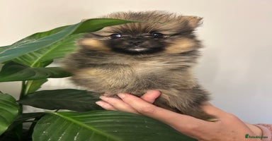 Pomeranian dogs - Advert 1