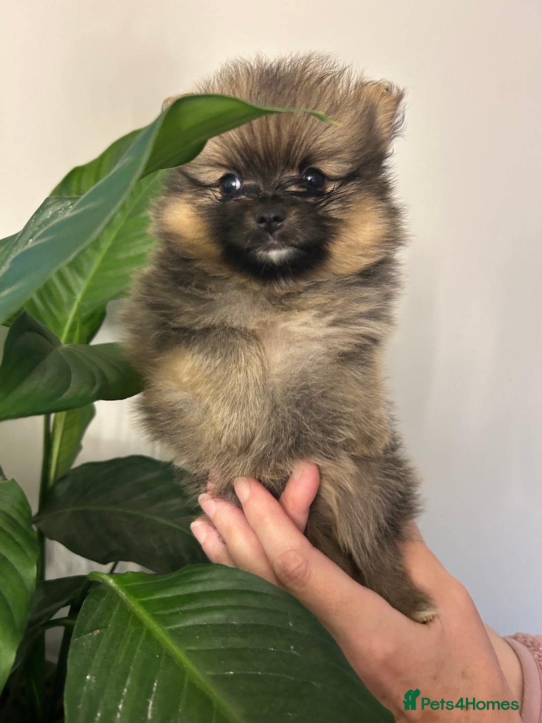Pomeranian dogs for sale: Kc reg. Show quality 3 Pomeranian girls - Image 2