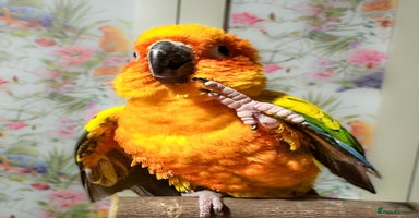 Conures birds 2 Trick trained Sun Conures  - Advert 4