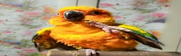 Conures birds for sale: 2 Trick trained Sun Conures  - Advert 2