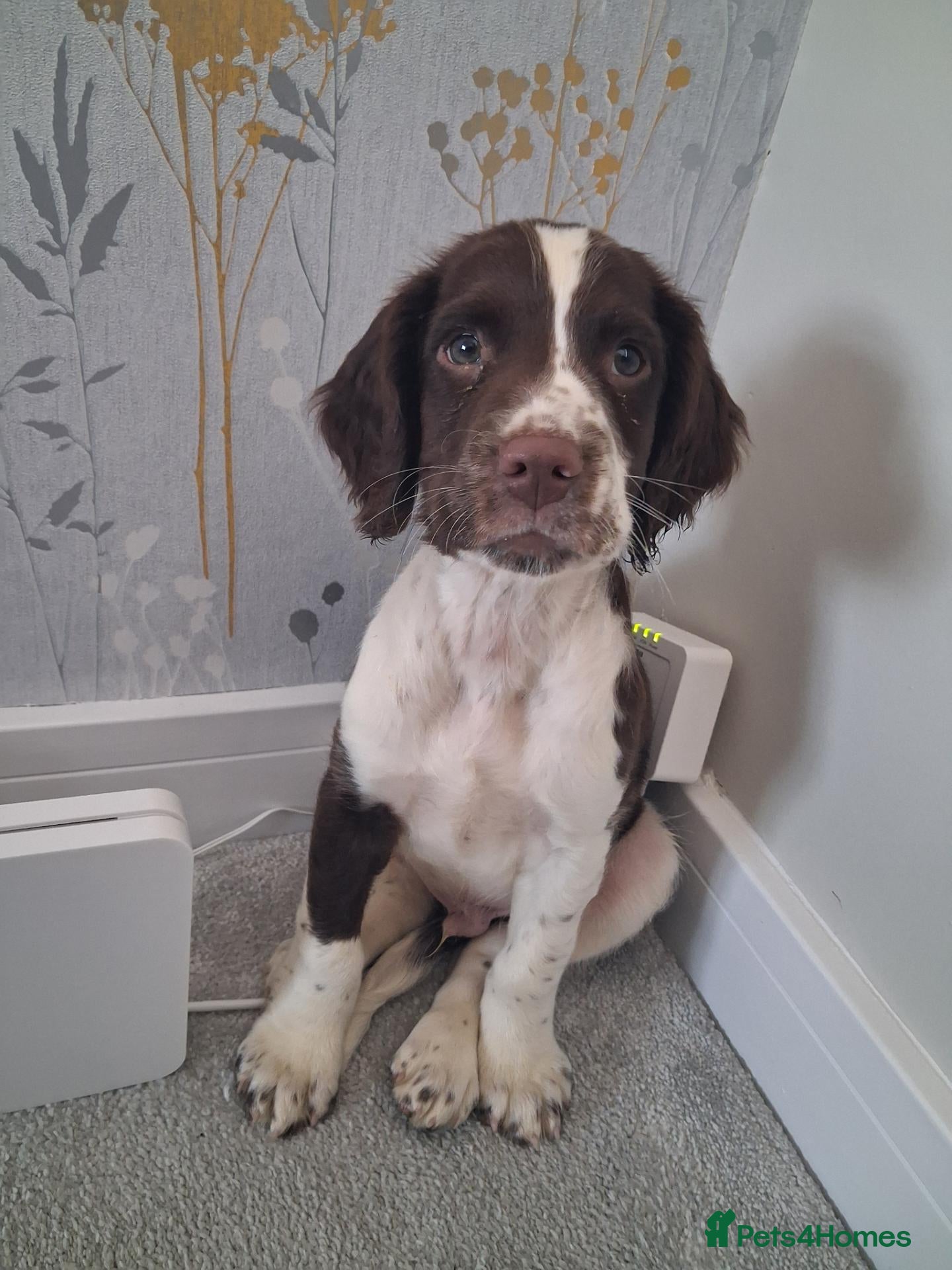 English Springer Spaniel dogs for sale: KC English Springer Spaniel - Advert 1