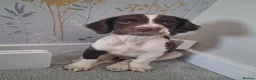 English Springer Spaniel dogs for sale: KC English Springer Spaniel in Airdrie - Advert 1