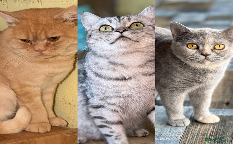 British Shorthair cats - Advert 3