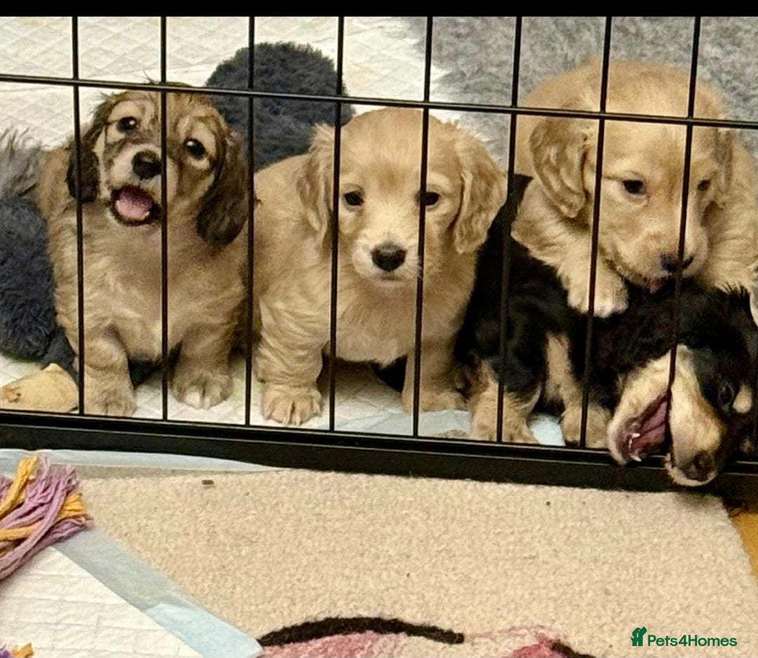 Miniature Dachshund dogs for sale: Long Haired Miniature dachshunds - Advert 1