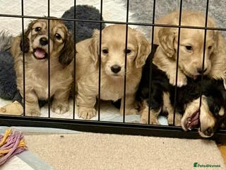 Miniature Dachshund dogs Long Haired Miniature dachshunds - Advert 2