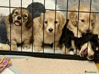 Miniature Dachshund dogs Long Haired Miniature dachshunds - Advert 7