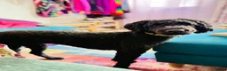 Poodle dogs for sale: Happy and loving standard poodle girl - Advert 4