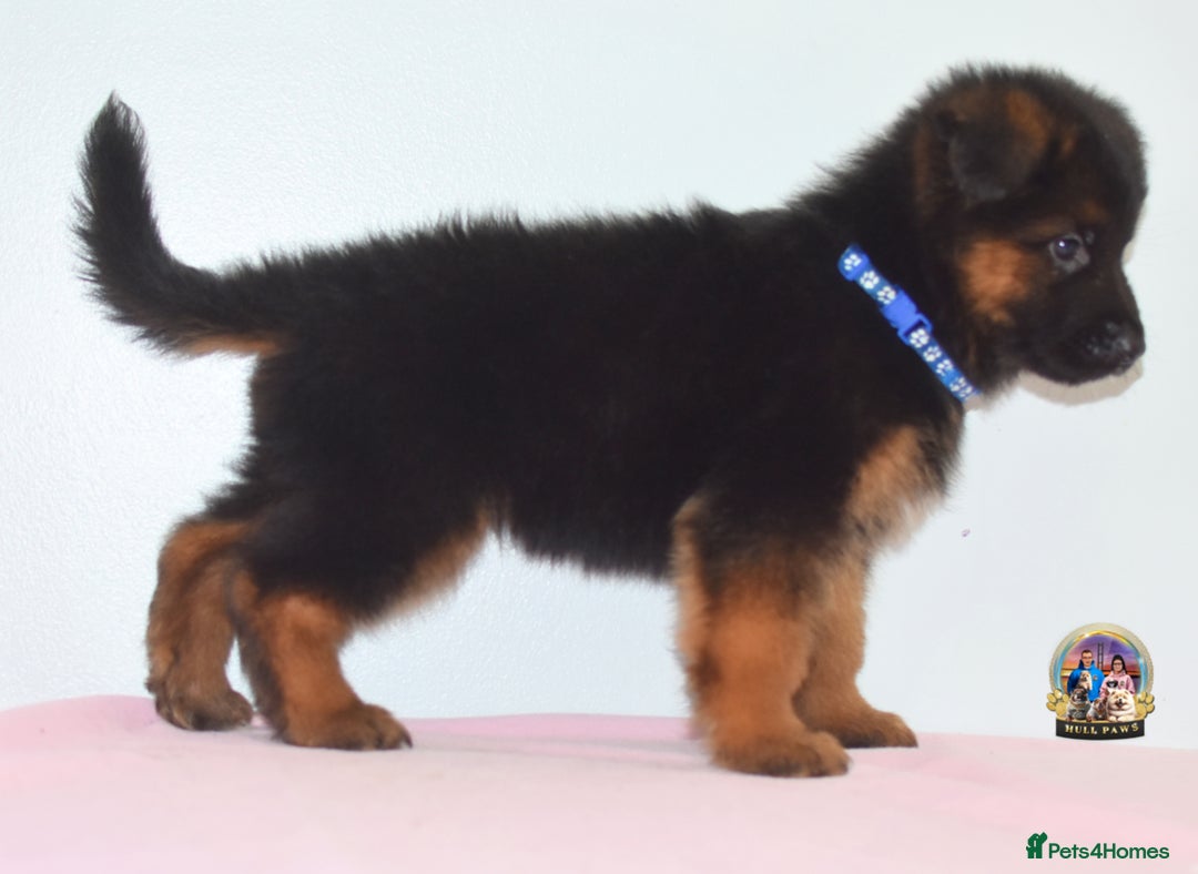 German Shepherd dogs for sale: German shepherd puppies  - Image 5