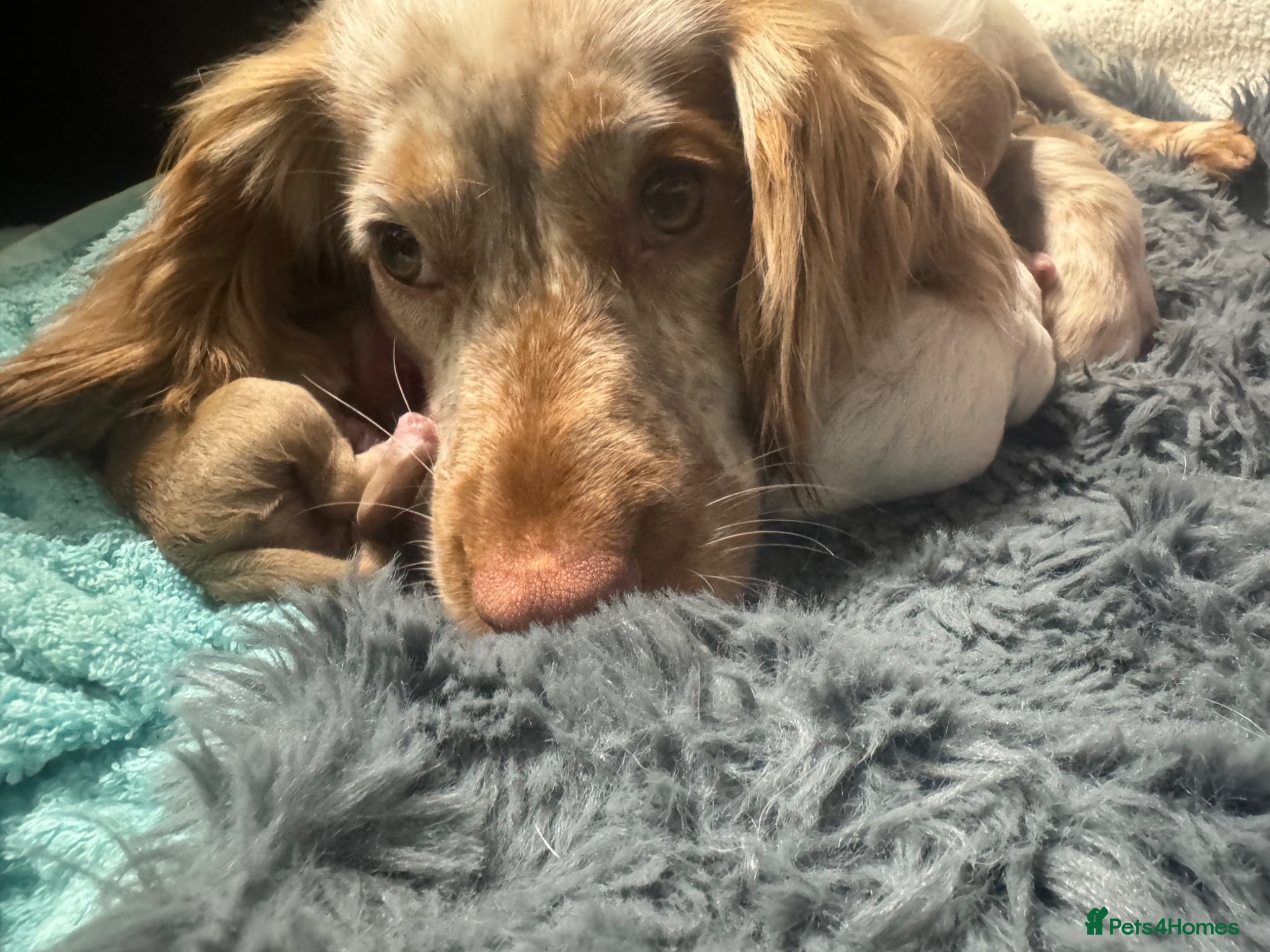 Cockapoo dogs F1 Cockapoos ..5🌟licenced breeder - Advert 1