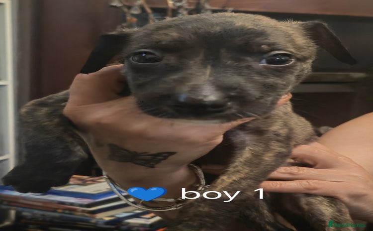 Mixed Breed dogs - Advert 1