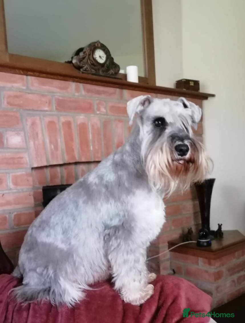 Miniature Schnauzer dogs for sale: Outstanding Miniature Schnauzer puppies - Advert 13