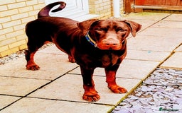 Dobermann dogs for sale: Louis 3 years old Dobermann Dog - price negotiable - Image 7