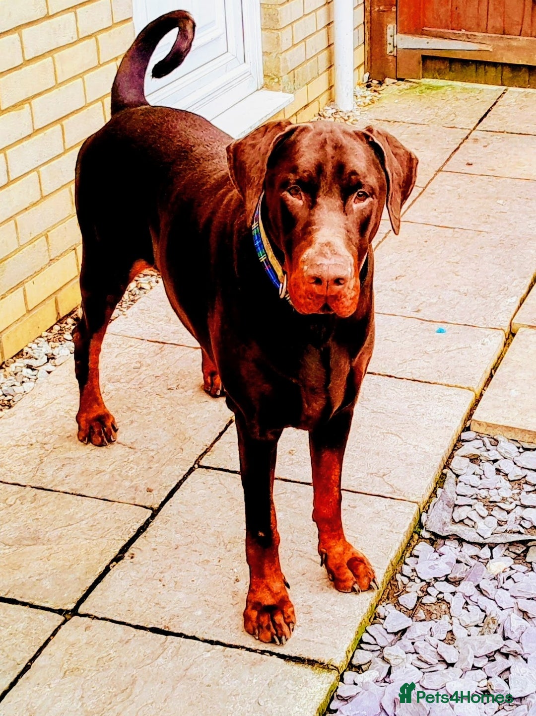 Dobermann dogs for sale: Louis 3 years old Dobermann Dog - price negotiable - Image 7