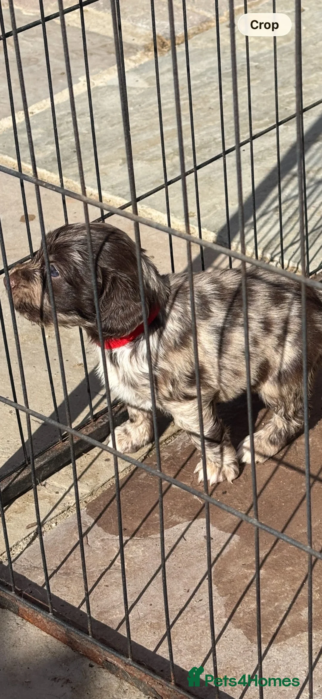 Cocker Spaniel dogs for sale: Merle cocker spaniel pups  - Advert 1